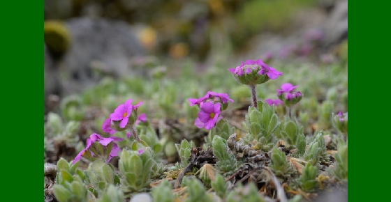 Adaptation des plantes alpines à leurs milieux