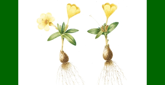 Augustin-Pyramus de Candolle et l'âge d'or de l'illustration botanique