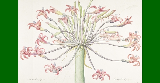 Pierre-Joseph Redouté, un maître de l’illustration botanique